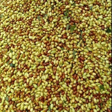 马牙枣