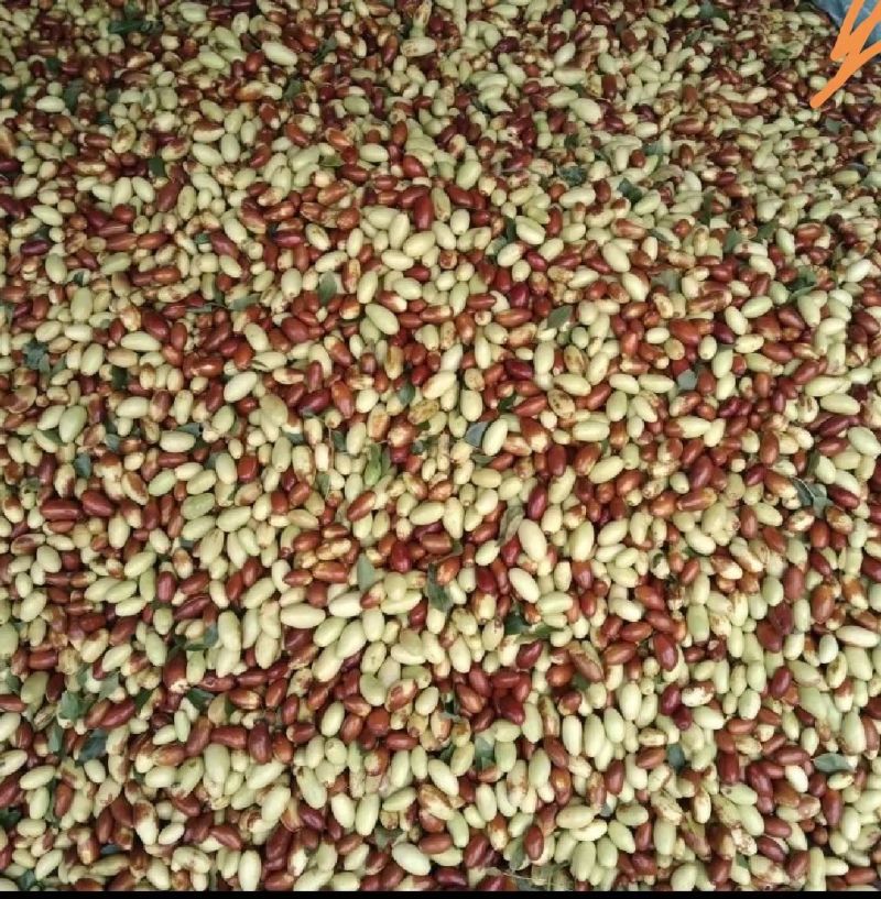 马牙枣