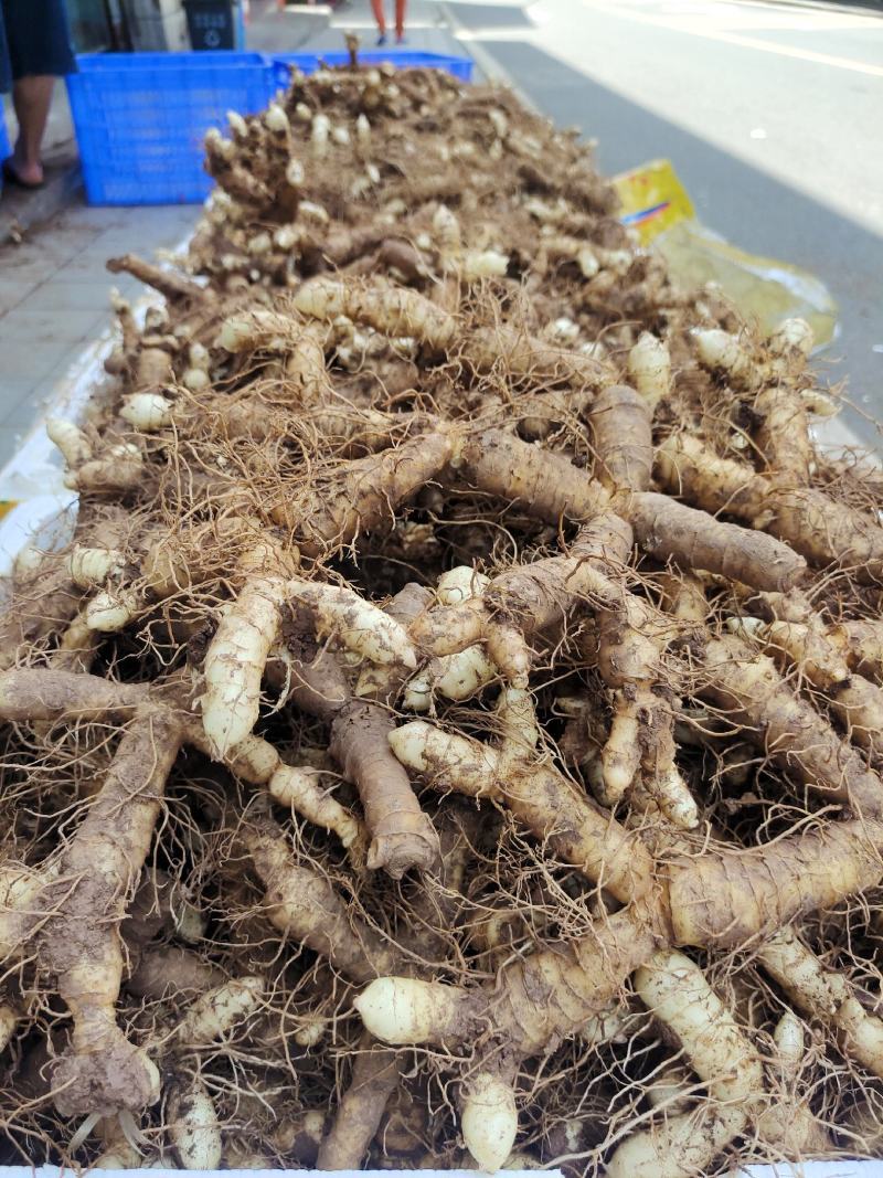 连州玉竹