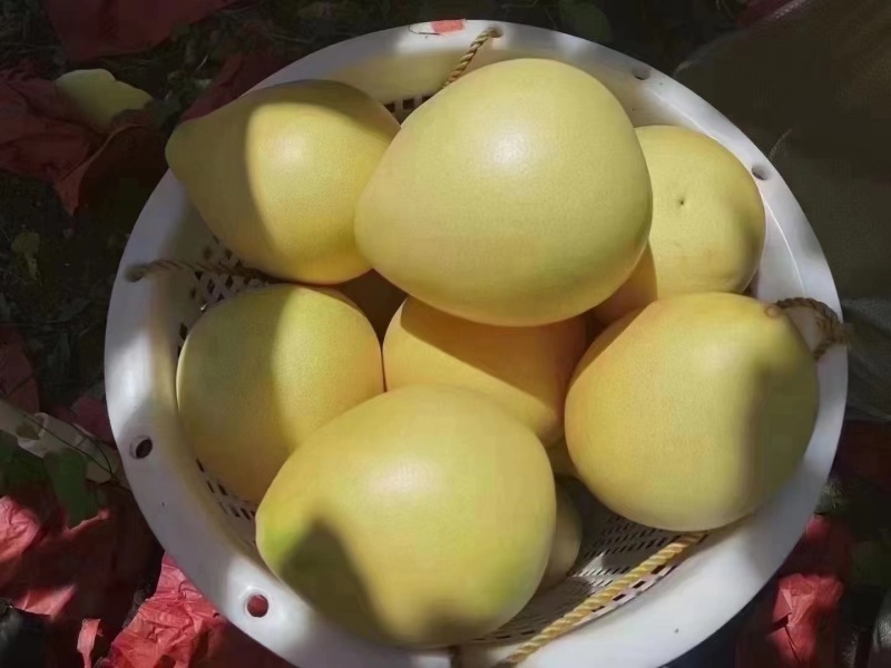 今年蜜柚靓靓！价格不高