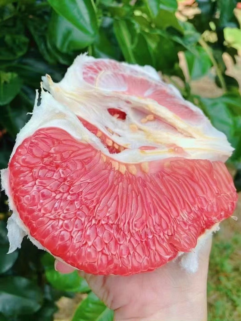 今年蜜柚靓靓！价格不高