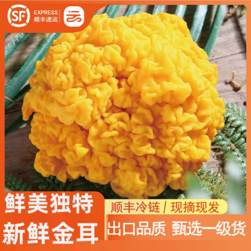 金耳-鲜品，