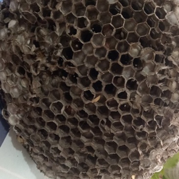 蜂巢