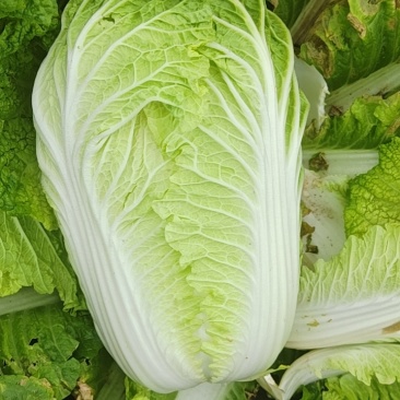 大白菜玲珑黄现砍50亩五六天还有50