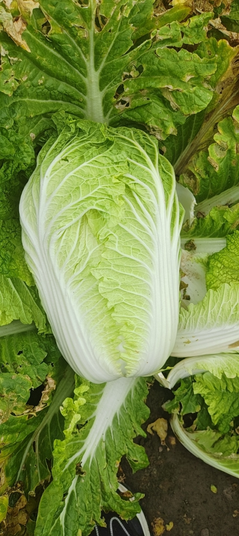 大白菜玲珑黄现砍50亩五六天还有50