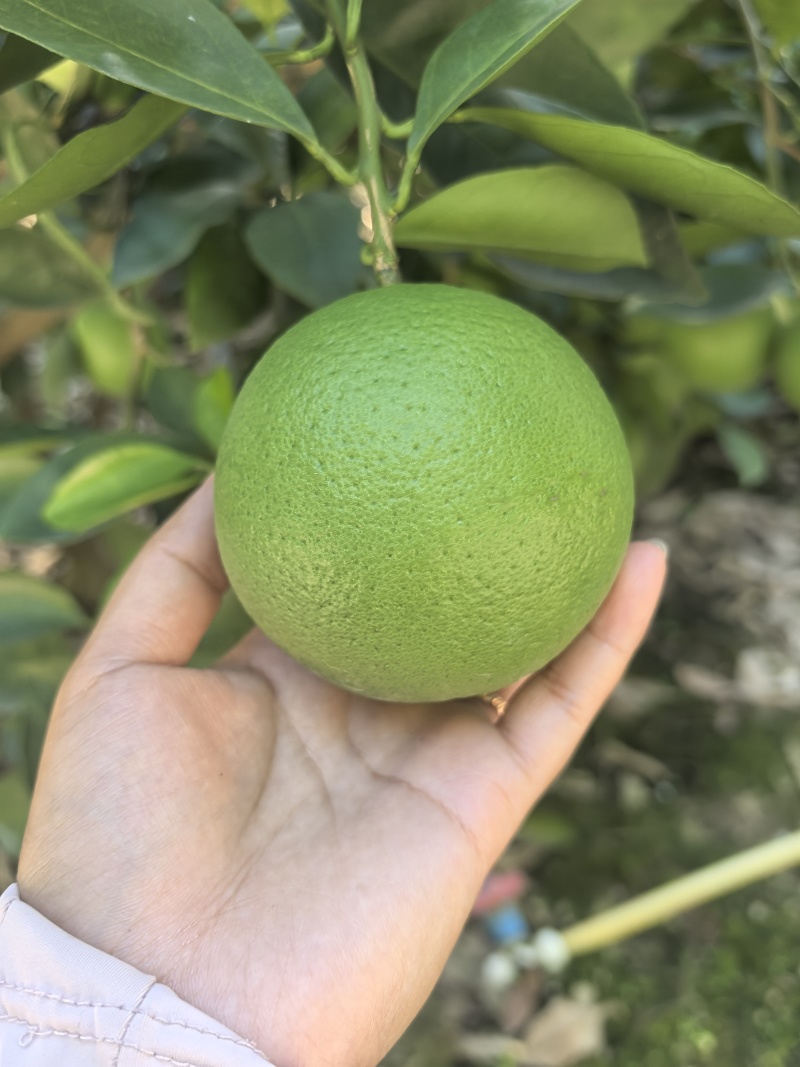 云南绿皮冰糖橙原产地直发每天大量供应对接市场电商平台