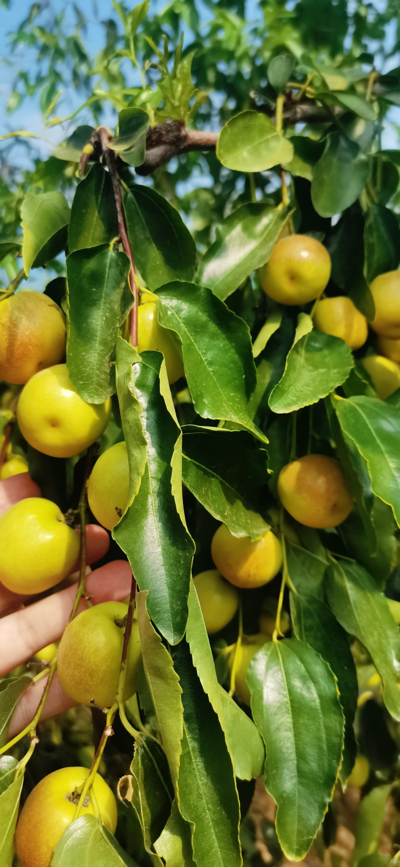 大荔冬枣5斤礼盒装特级果