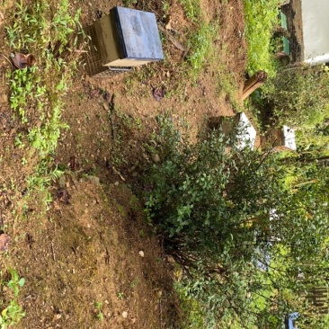 蜜蜂是按50一匹卖的，200一箱上门自提货，邮寄不了