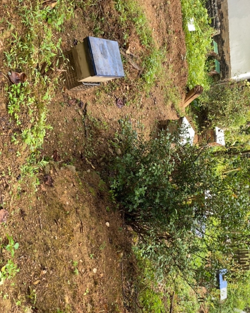蜜蜂是按50一匹卖的，200一箱上门自提货，邮寄不了