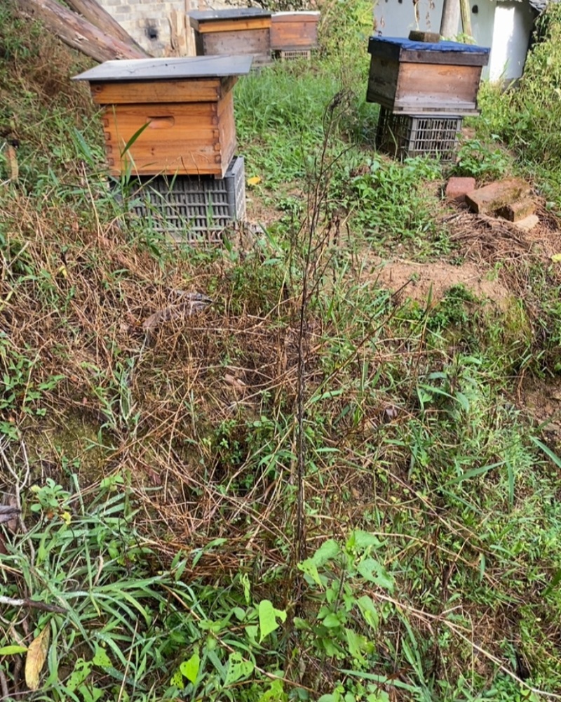 蜜蜂是按50一匹卖的，200一箱上门自提货，邮寄不了
