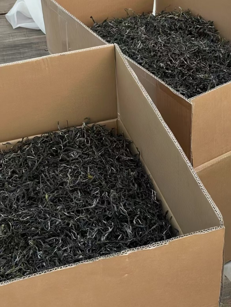 云南省临沧古树大叶茶