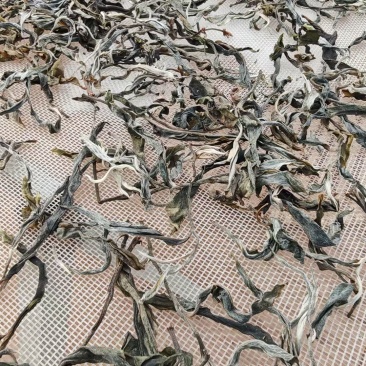 云南省临沧古树大叶茶