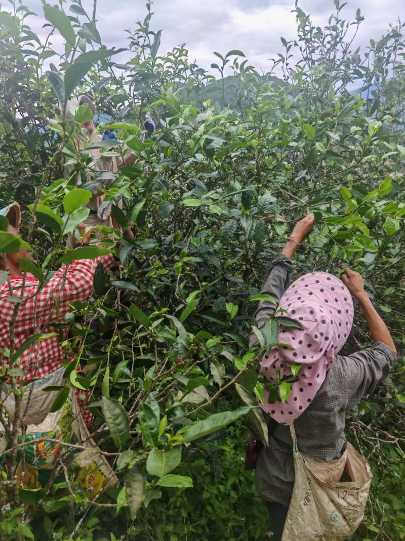 云南省临沧古树大叶茶