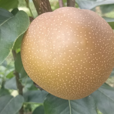 恩施富硒梨