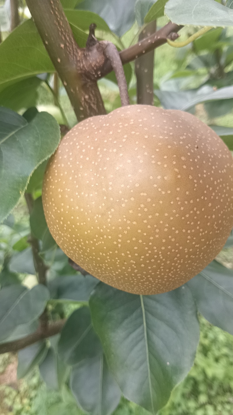 恩施富硒梨