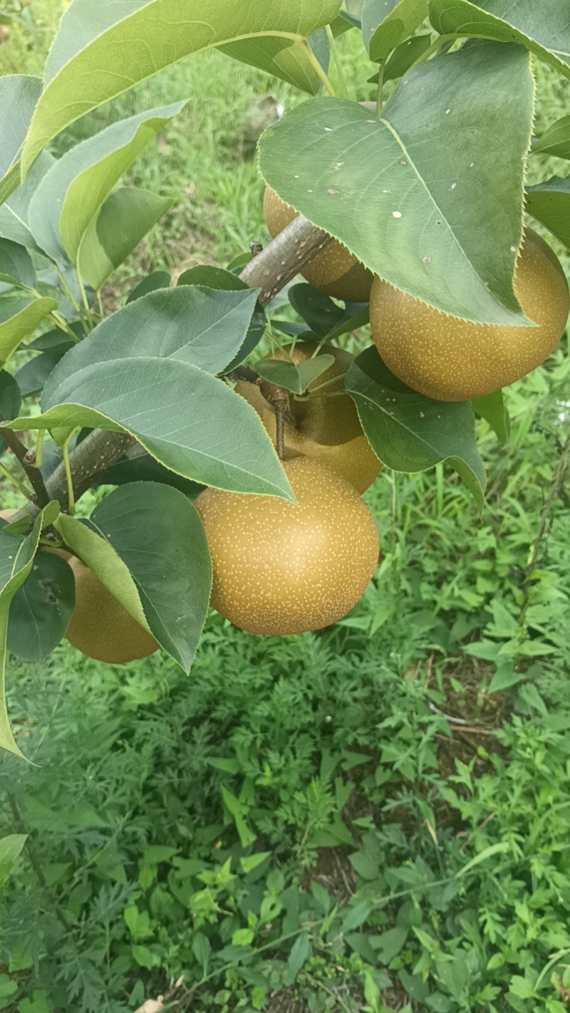 恩施富硒梨