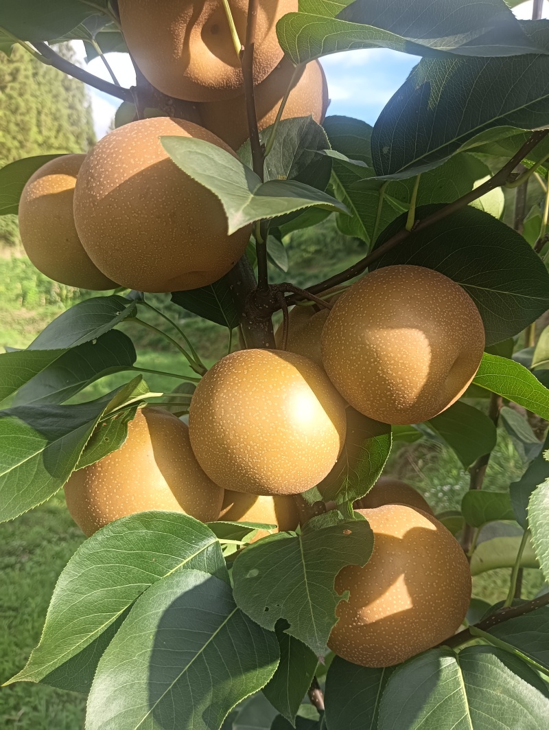 恩施富硒梨