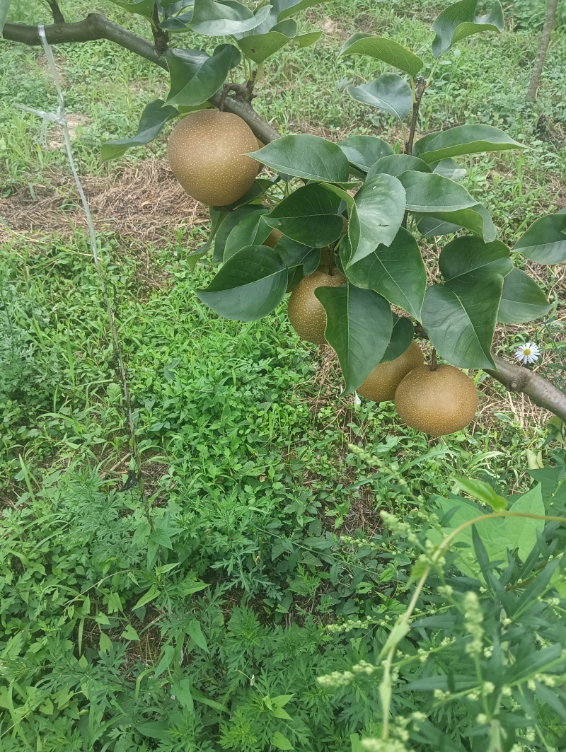 恩施富硒梨