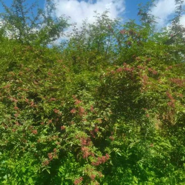 凉山美姑县大红袍花椒(***)