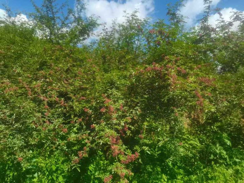 凉山美姑县大红袍花椒(***)