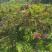 凉山美姑县大红袍花椒(***)