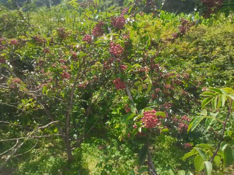 凉山美姑县大红袍花椒(***)