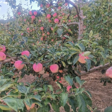 甘肃礼县红富士苹果八盘梨