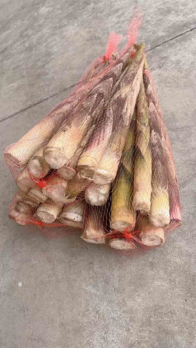 方竹笋批发