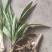 野生仙茅