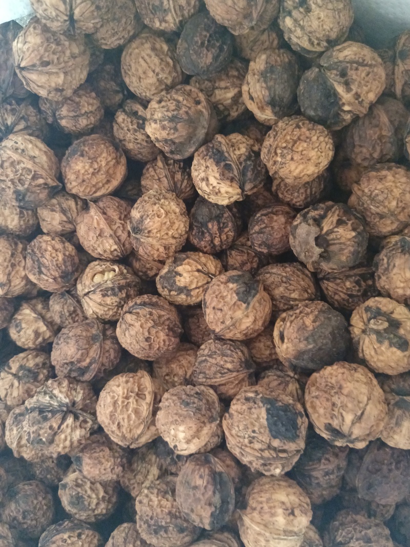 精品小麻子核桃