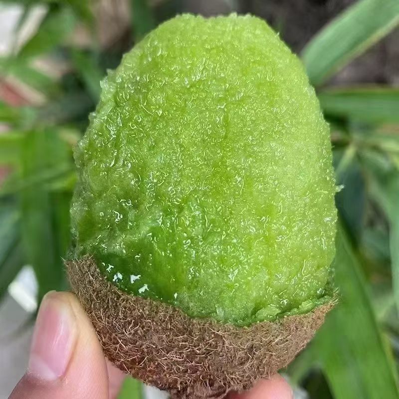 周至翠香猕猴桃