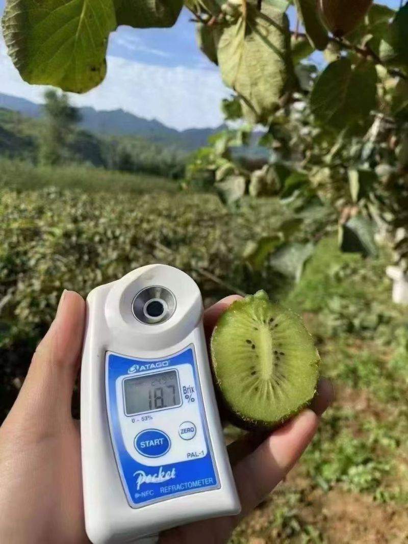 周至翠香猕猴桃