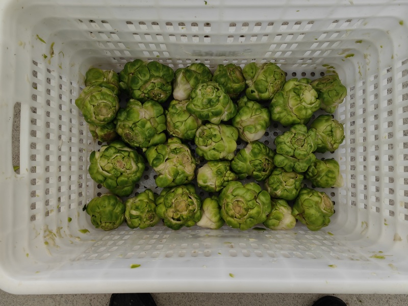 涪陵鲜榨菜片