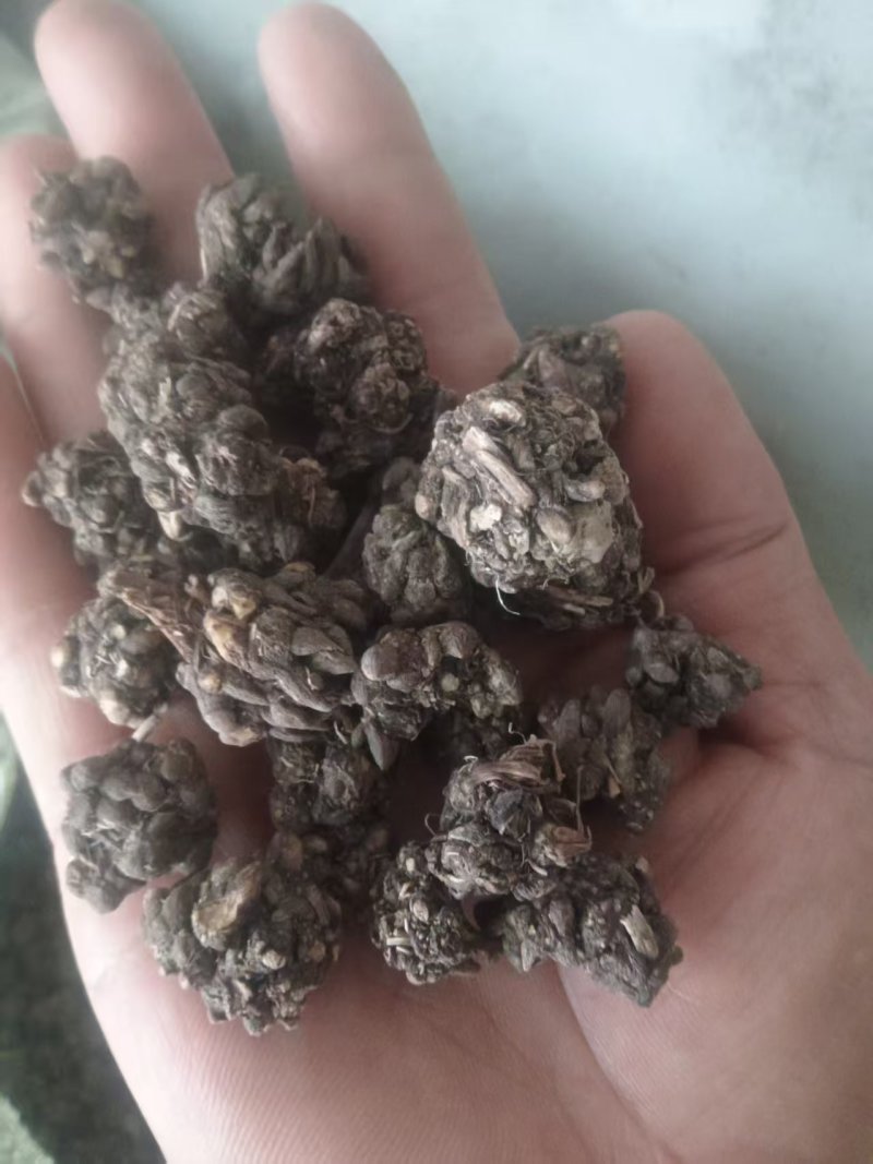 猫爪草