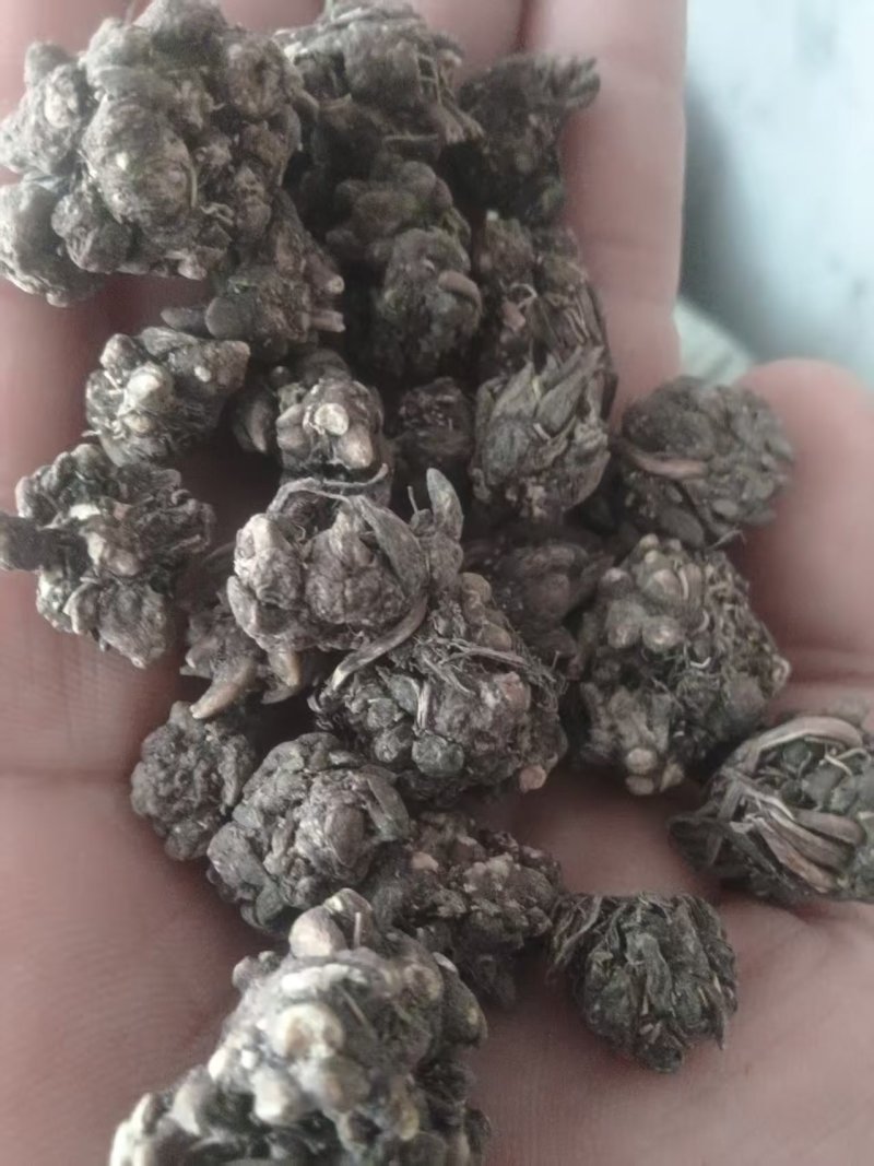 猫爪草