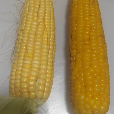 黄糯米玉米鲜棒
