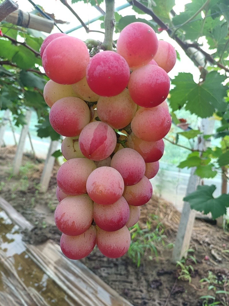 妮娜皇后葡萄