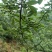云南昭通龙头山青花椒