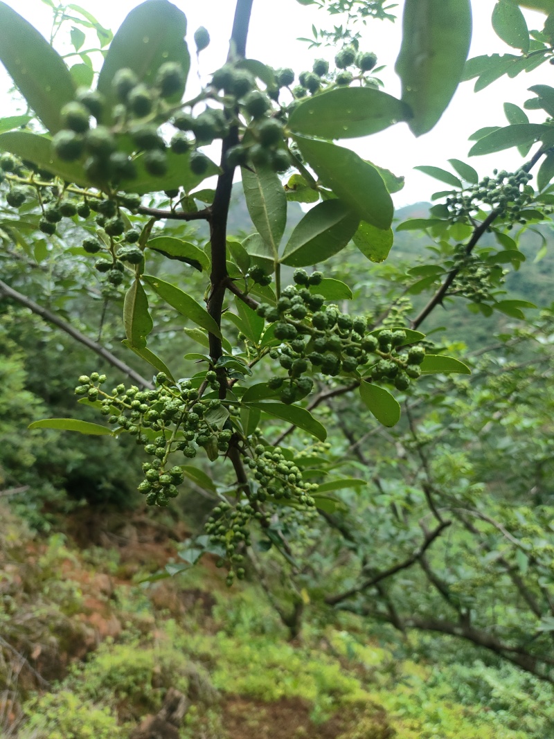 云南昭通龙头山青花椒