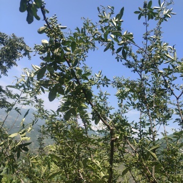 云南昭通龙头山青花椒