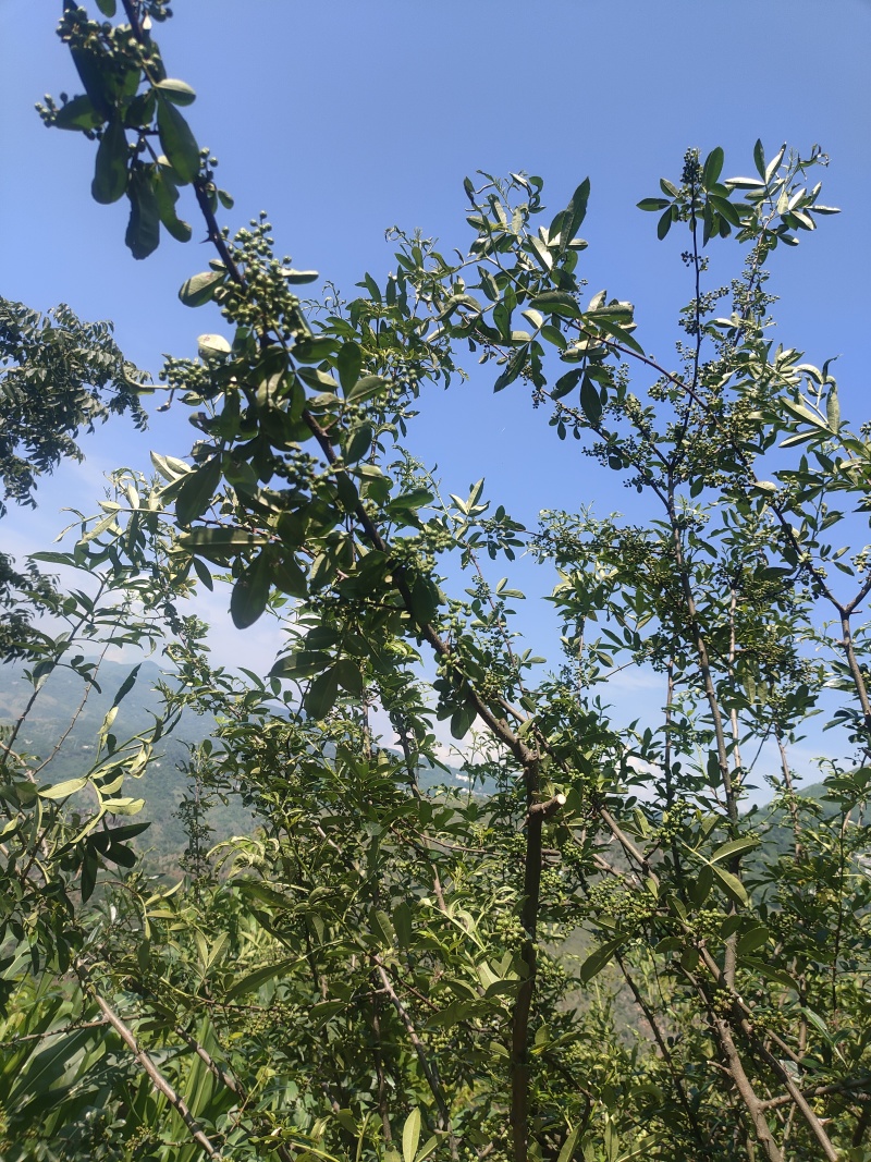 云南昭通龙头山青花椒