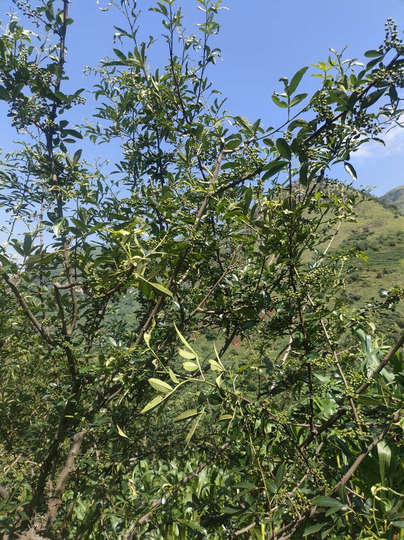 云南昭通龙头山青花椒