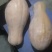 密本南瓜