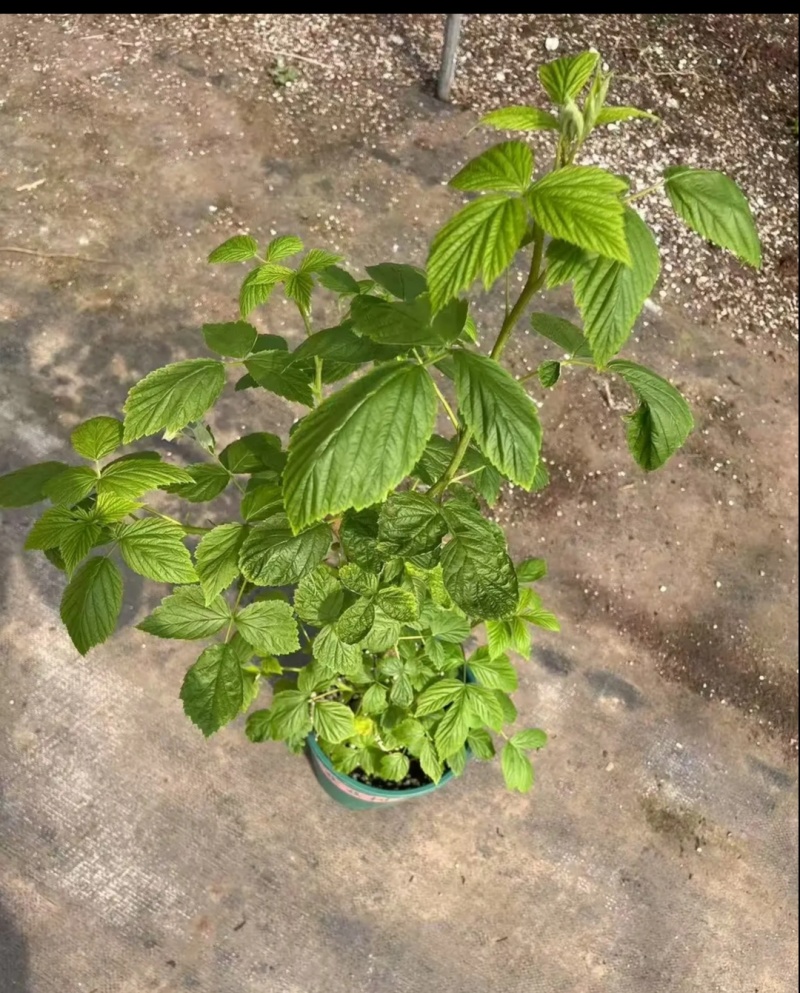 树莓苗