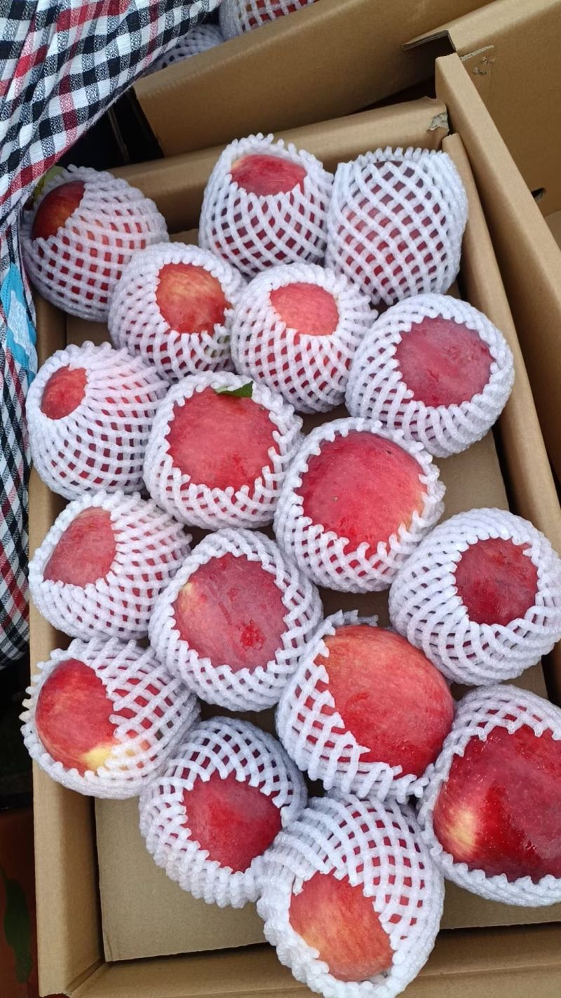 大凉山糖心苹果