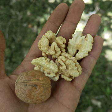 新疆185纸皮核桃通货