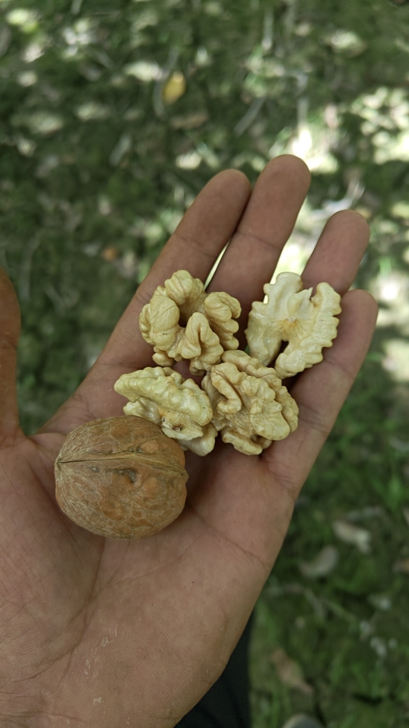 新疆185纸皮核桃通货