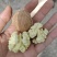 新疆185纸皮核桃通货