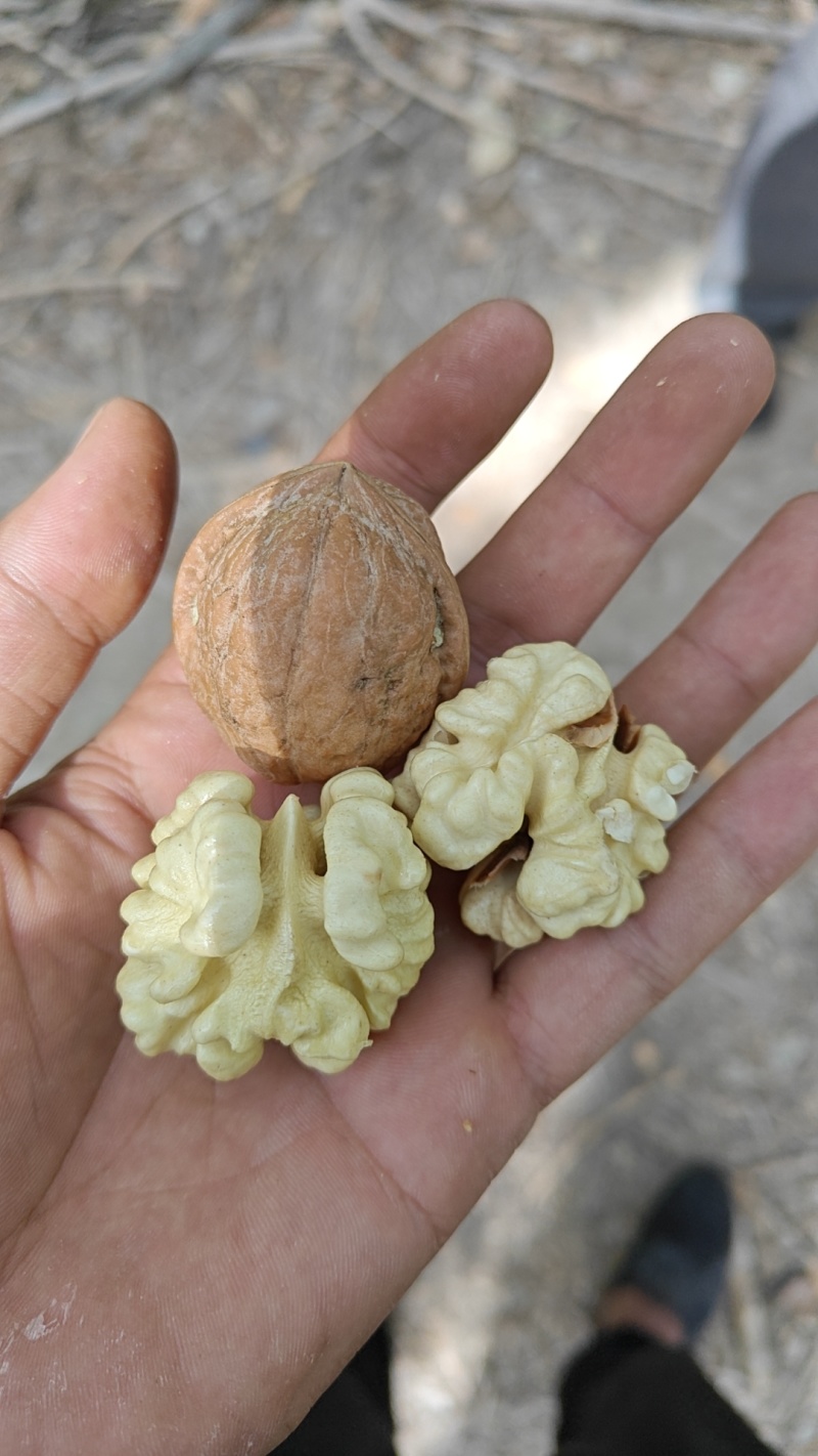 新疆185纸皮核桃通货