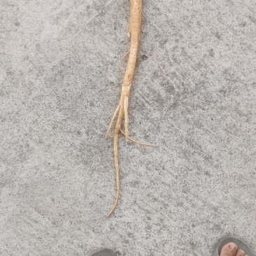 商陆